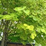 Cercidiphyllum japonicum Blatt