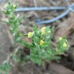 Linaria arenaria Fleur