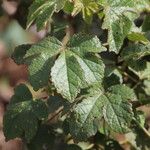 Hibiscus diversifolius ഇല