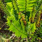 Nephrolepis abrupta Leaf