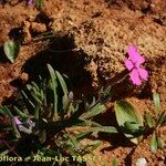 Silene stockenii Habitat