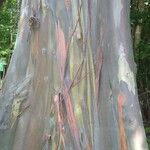 Eucalyptus deglupta Bark