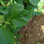 Amaranthus spinosus Blatt