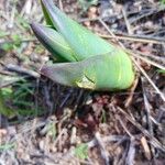 Drimia pancration Flor