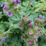 Arctium minusFlower