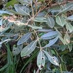 Aglaia elaeagnoidea Deilen