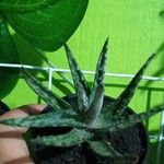 Aloe fragilis Yaprak