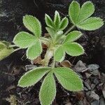 Potentilla grammopetala Hoja