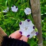 Nemophila maculata ᱵᱟᱦᱟ