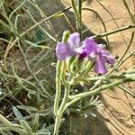 Matthiola sinuata Blodyn