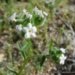 Cryptantha pterocarya Хабит