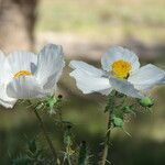 Argemone pleiacantha Blüte