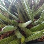 Gasteria disticha Leaf