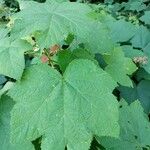 Rubus parviflorus ᱥᱟᱠᱟᱢ