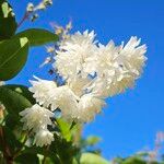 Deutzia gracilis Flor