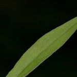 Erigeron sumatrensis Leaf