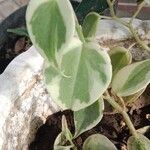 Peperomia serpens Lehti