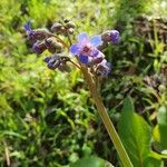 Adelinia grande Floare