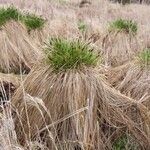 Carex appropinquata Hoja