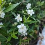 Myrtus communisFleur