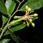 Guatteria dolichopoda Fruit