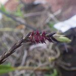 Bulbophyllum cochleatum