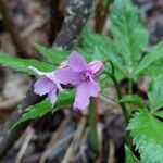 Cardamine pentaphyllosVirág