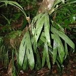 Evodianthus funifer Blad