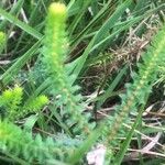Erica tetralix Hoja