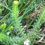 Erica tetralix Leaf