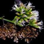 Critonia morifolia Cvet