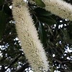 Cunonia capensis Flor