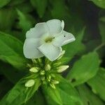 Phlox maculata Blüte