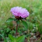 Centratherum punctatum Flower