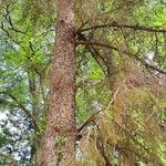 Picea brachytyla Corteza