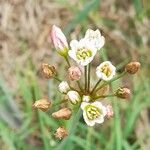 Nothoscordum gracile 花