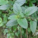 Salvia microphyllaBlad