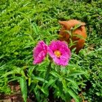 Cistus x purpureus പുഷ്പം