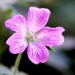 Geranium palustre Flower