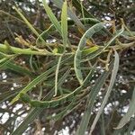 Acacia retinodes Fuelha