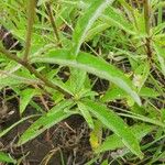 Gutenbergia cordifolia Folio