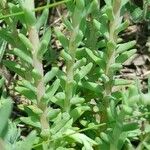 Petrosedum rupestre Feuille