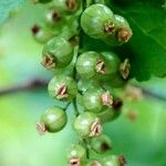 Ribes nigrum Плід