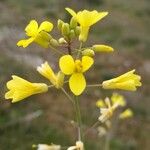 Brassica barrelieri 花