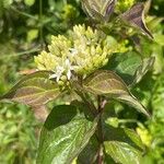 Cornus sanguinea Fuelha