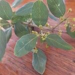 Phyllogeiton zeyheri Leaf