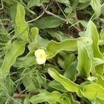 Commelina africana Leaf