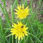 Tragopogon dubius 花