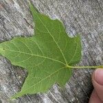 Acer saccharum Leaf