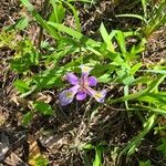 Iris virginica Flower